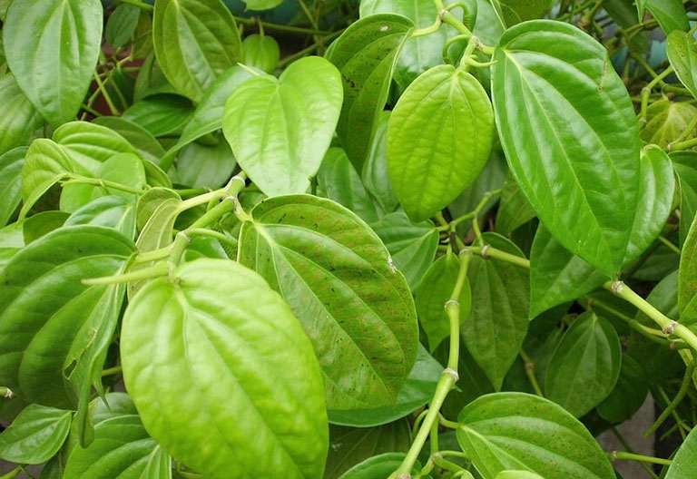 Chữa Viêm Cổ Tử Cung Bằng Lá Trầu Không