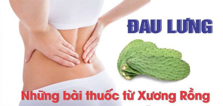 Cách Chữa Đau Lưng Bằng Cây Xương Rồng