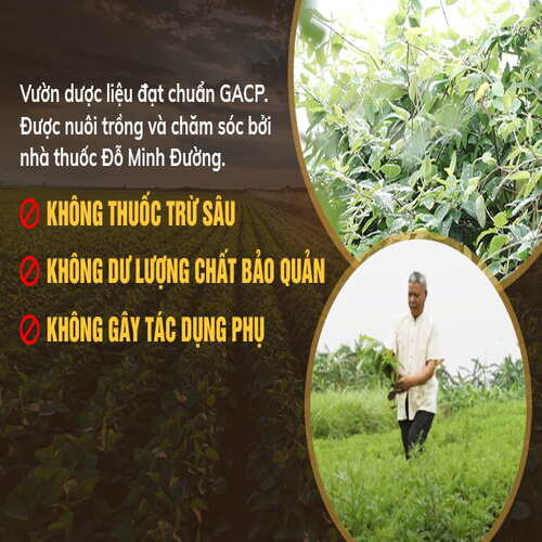 gout-do-minh-chua-gou-lau-nam-vuon-duoc-lieu-1.jpg