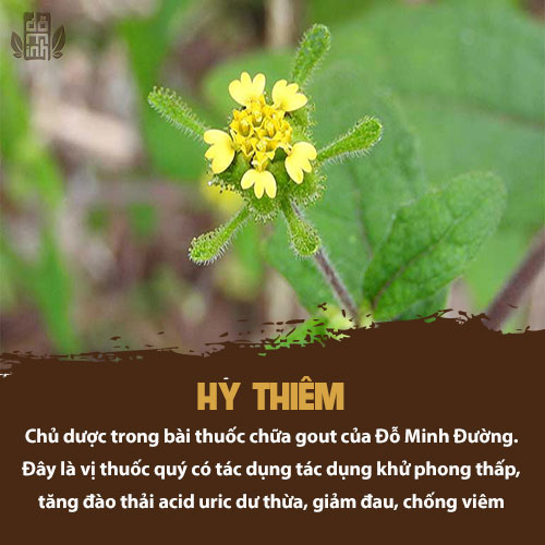 hy-thiem-chua-benh-gout-do-minh-duong.jpg