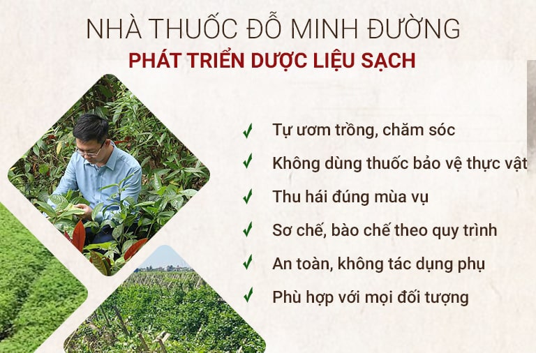 Nhà thuốc Đỗ Minh Đường phát triển vườn dược liệu sạch