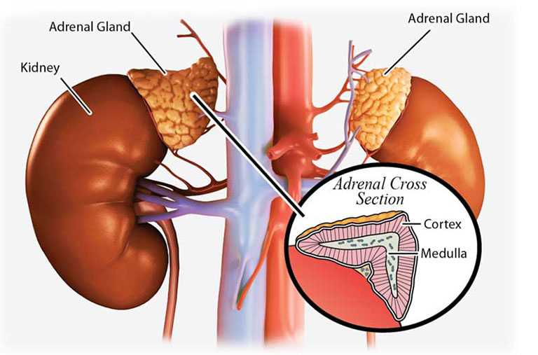 Suy vỏ thượng thận