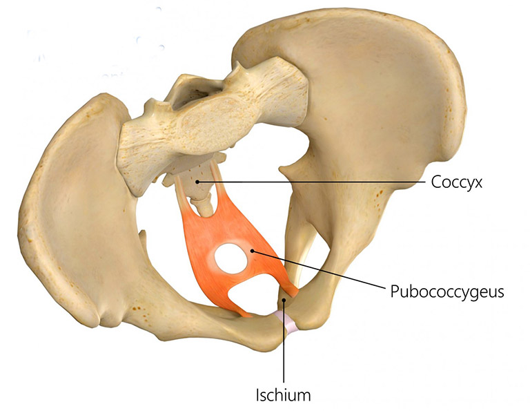 Giới thiệu tổng quan về cơ PC (Pubococcygeus)