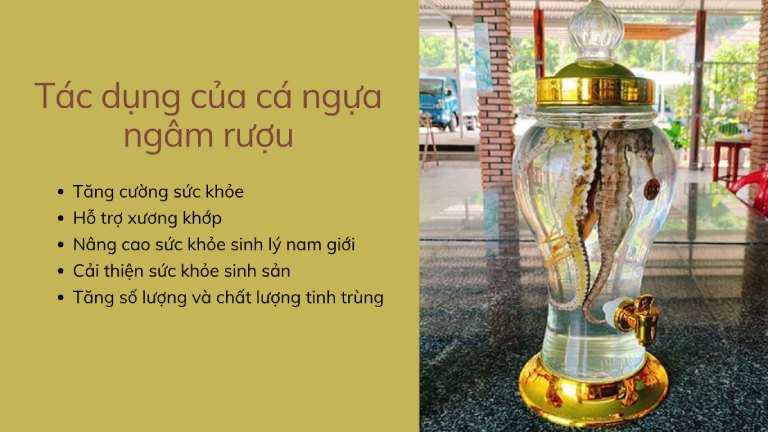 Cá ngựa ngâm rượu có tác dụng tốt với sức khỏe