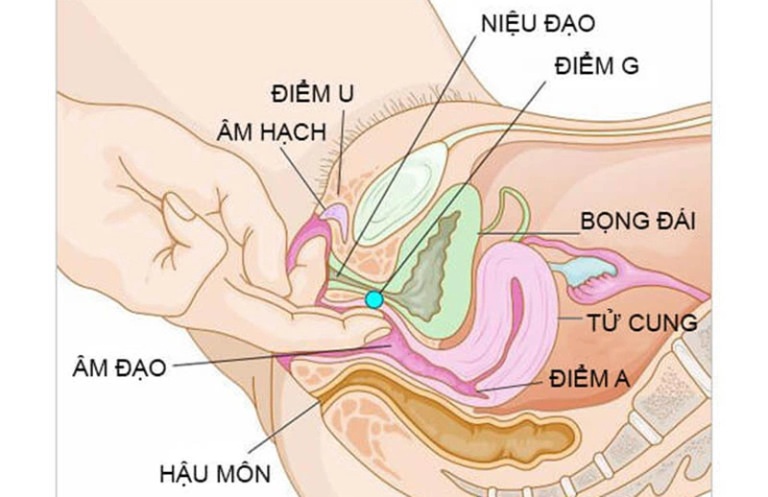 Điểm G của phụ nữ ở đâu
