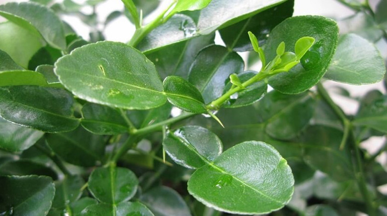 Bà Thủy dùng lá bưởi để nấu nước tắm cho cháu nhỏ vào dịp Tết Nguyên Đán