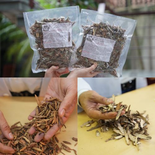 Bài thuốc nam chữa viêm họng Đỗ Minh Đường