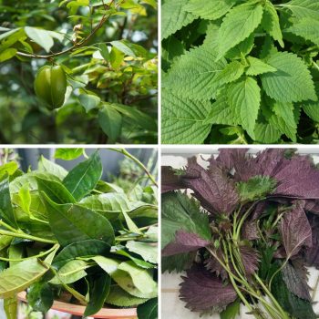 4 loại nước lá dân gian giảm ngứa mề đay và cách dùng an toàn