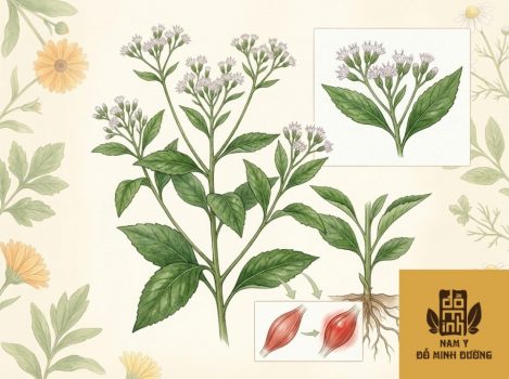 cay-bot-ngot-giup-giam-viem-co-1