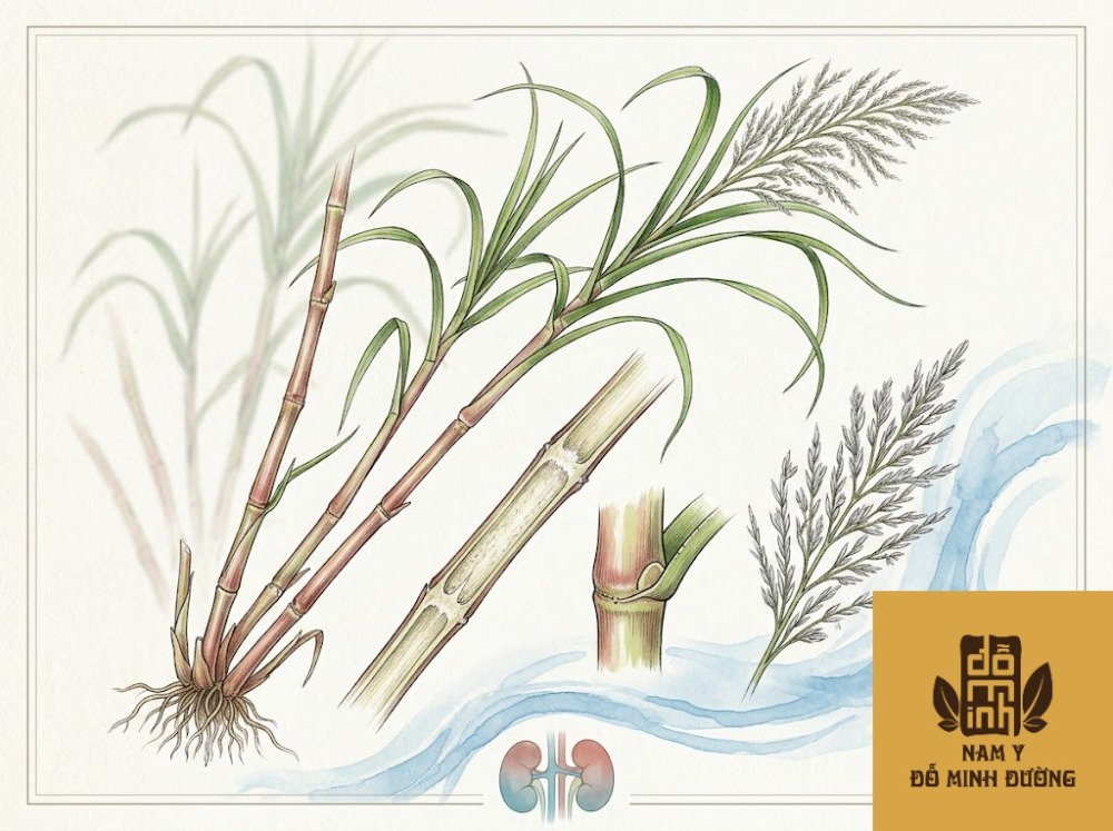 cây cây mía lau giúp thanh lọc thận cây cây mía lau giúp thanh lọc thận