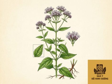 cay-cay-voi-chua-dau-nhuc-co-1