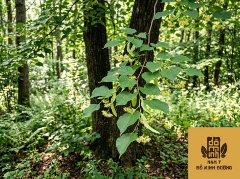 cay-cay-voi-giup-chua-than-yeu-1