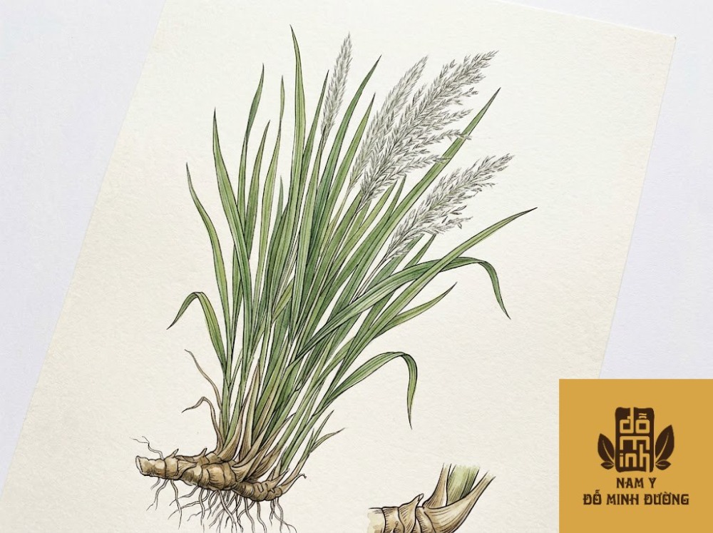 cây cỏ tranh trị mất ngủ