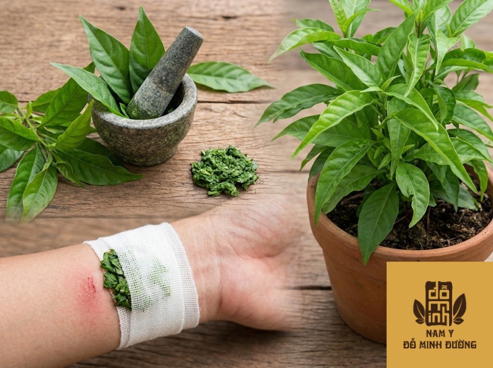 cây hoàn ngọc lá tươi giã nát đắp vết thương viêm
