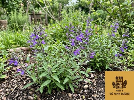 cay-nhan-tran-giup-cai-thien-than-yeu-1