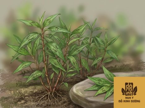 cay-rau-ram-chua-viem-xuong-khop-1