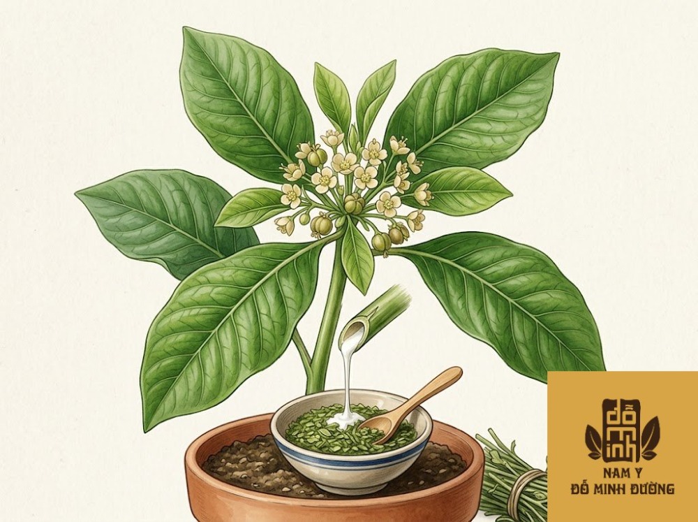 cây sữa chua chữa đau cơ bắp