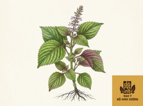 cay-tia-to-chua-dau-co-bap-1