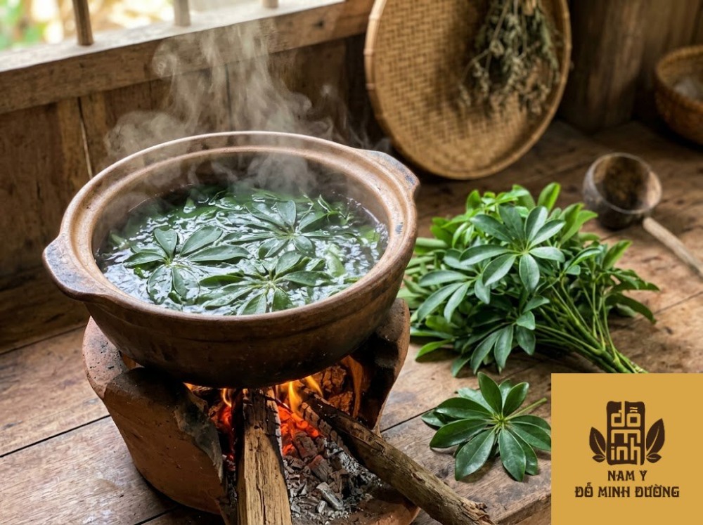 lá cây ngũ gia bì nấu nước tắm trị phong ngứa lá cây ngũ gia bì nấu nước tắm trị phong ngứa