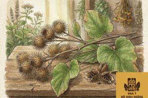 nguu-bang-tu-tan-phong-nhiet-tri-man-ngua-1