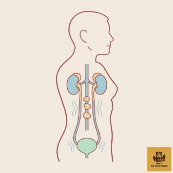 thumb-bai-viet-vi-tri-soi-nieu-quan