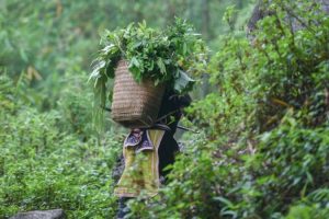 Thuốc Nam Là Kết Tinh Của Kinh Nghiệm Sống Hàng Nghìn Năm Của Người Việt