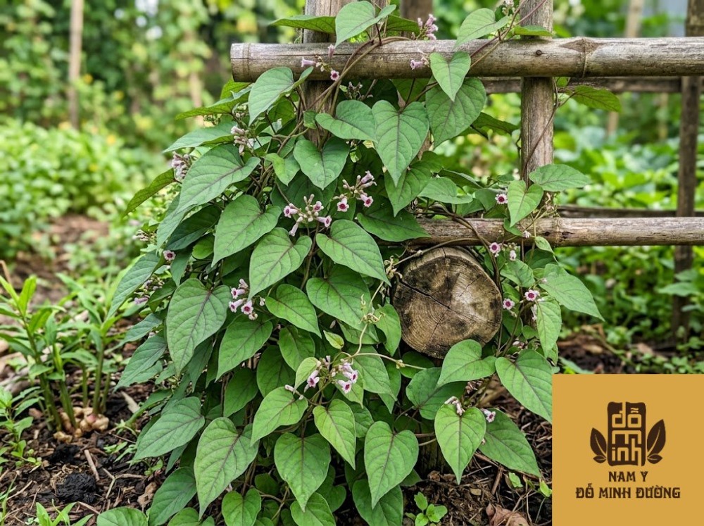 cây mơ tam thể giúp bảo vệ xương khớp