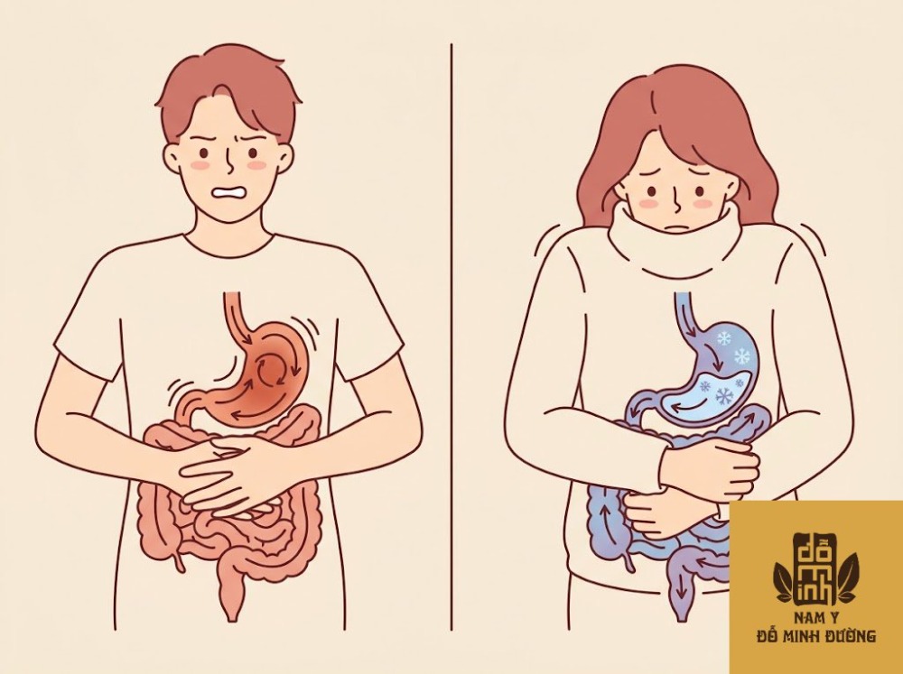 đau dạ dày mùa hè do khí trệ vs do hàn – cách phân biệt